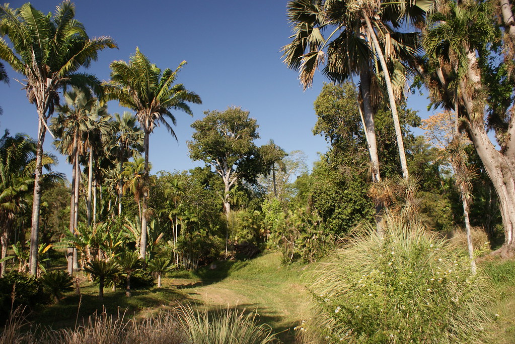 Palmetum (Pradera de palmas) Jardín Botánico Cienfuegos 20… | Flickr