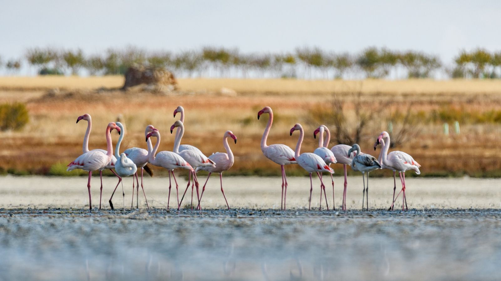 Parque Nacional de Doñana | National Geographic